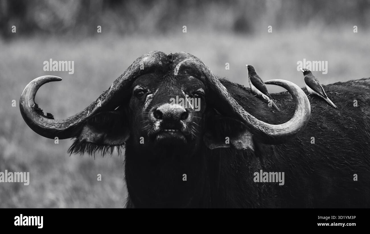 Splendida foto faunistica di bufali africani in Tanzania, catturati durante il safari, che mostrano la loro forza, potenza e natura sociale in natura selvaggia. Foto Stock
