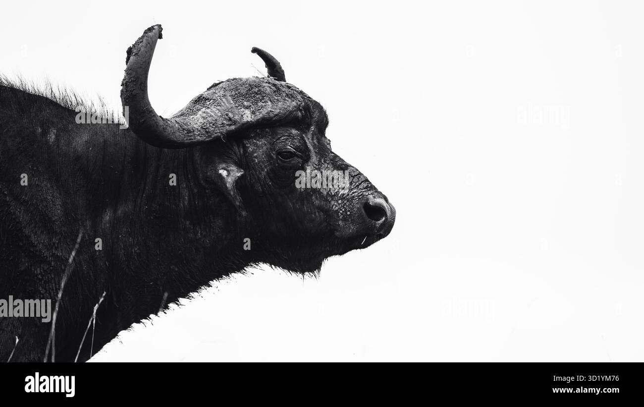 Splendida foto faunistica di bufali africani in Tanzania, catturati durante il safari, che mostrano la loro forza, potenza e natura sociale in natura selvaggia. Foto Stock