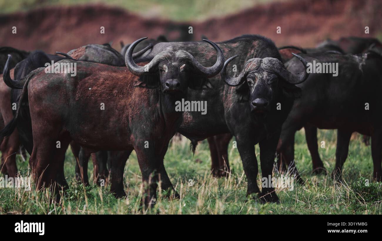 Splendida foto faunistica di bufali africani in Tanzania, catturati durante il safari, che mostrano la loro forza, potenza e natura sociale in natura selvaggia. Foto Stock