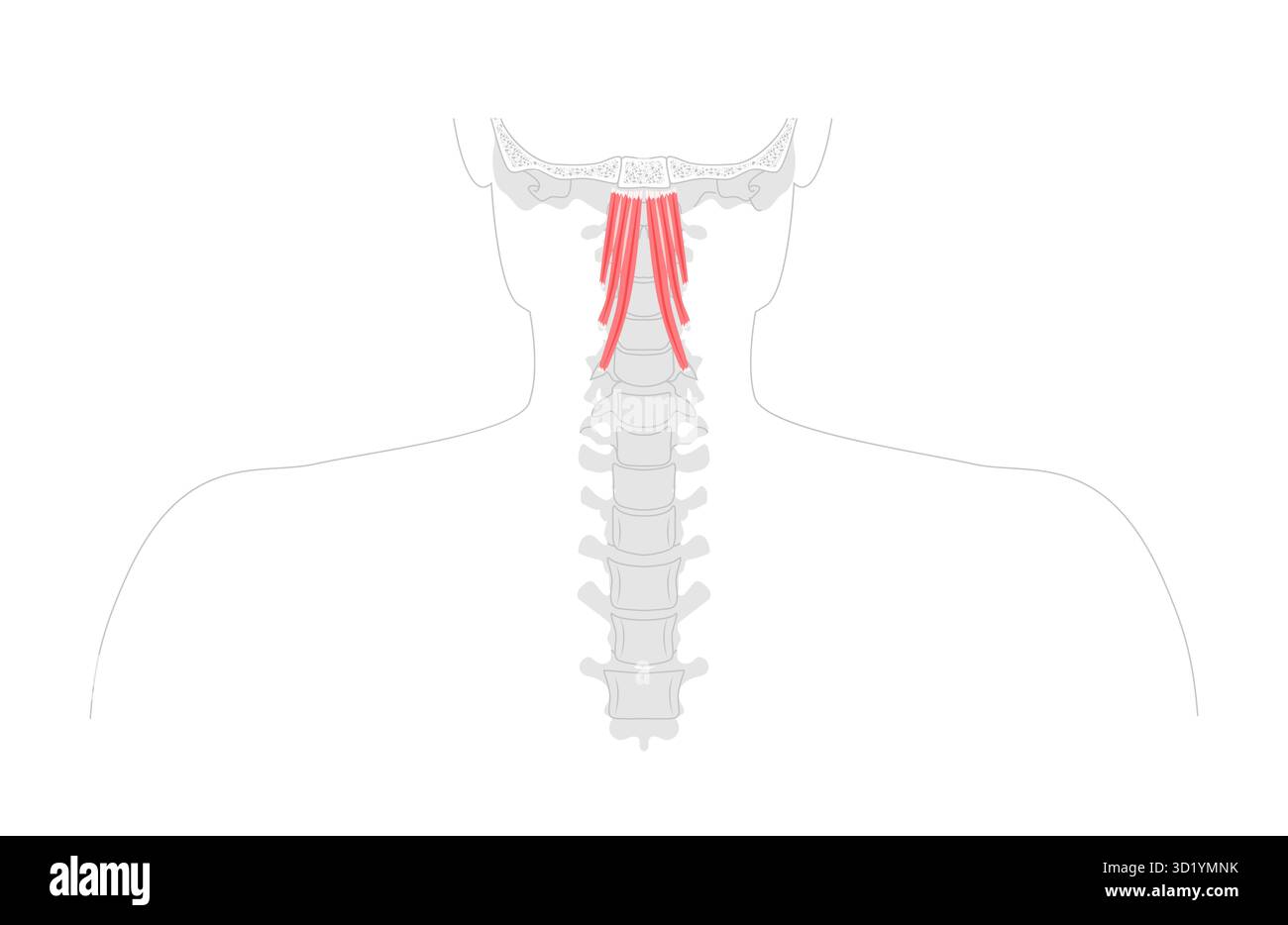 Longus capitis - muscolo anteriore del collo mostrato nell'illustrazione anatomica, agisce come flessore debole e rotatore laterale della testa, innervato da nervi spinali cervicali, utilizzato in formazione medica Illustrazione Vettoriale