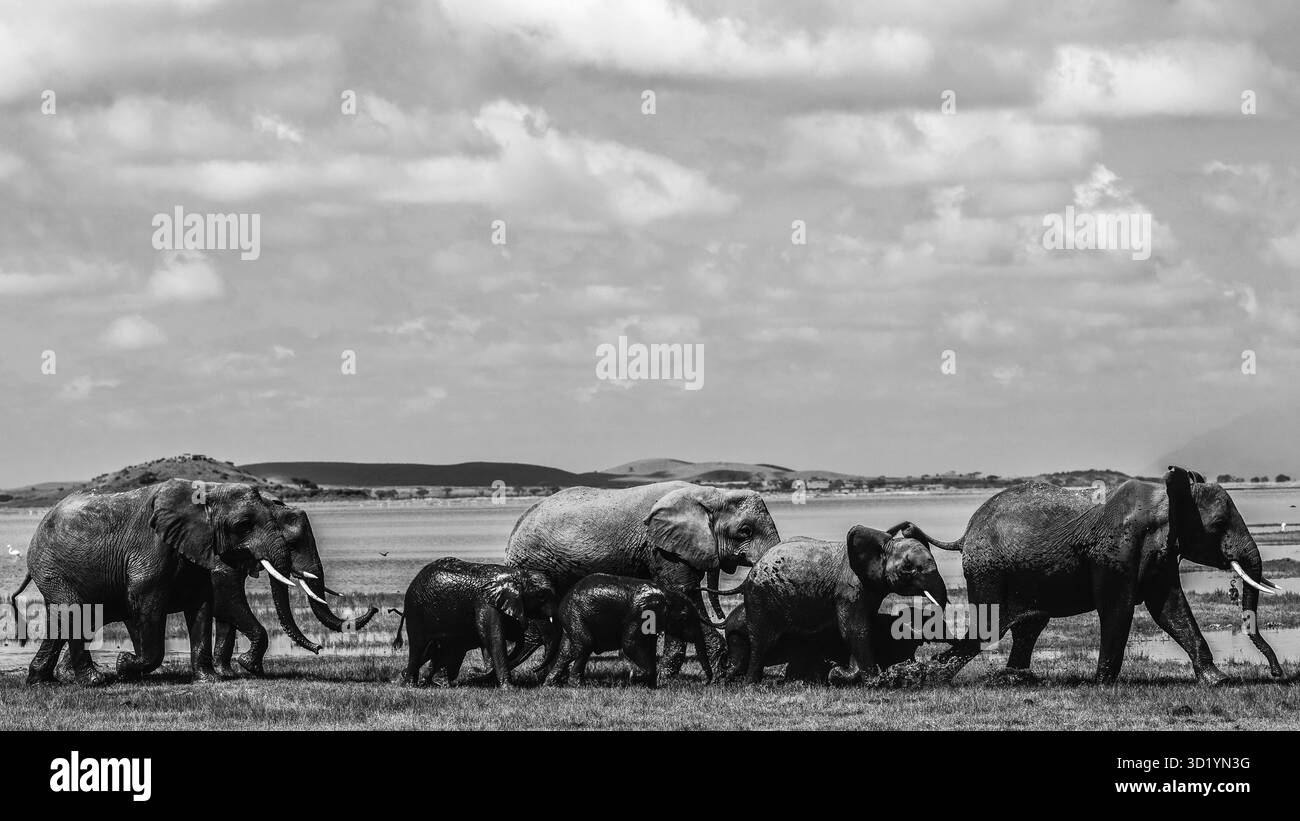 Sorprendente fotografia in bianco e nero della fauna selvatica con elefanti africani in Kenya. Catturato durante il safari attraverso le savane di Amboseli e Tsavo. Foto Stock