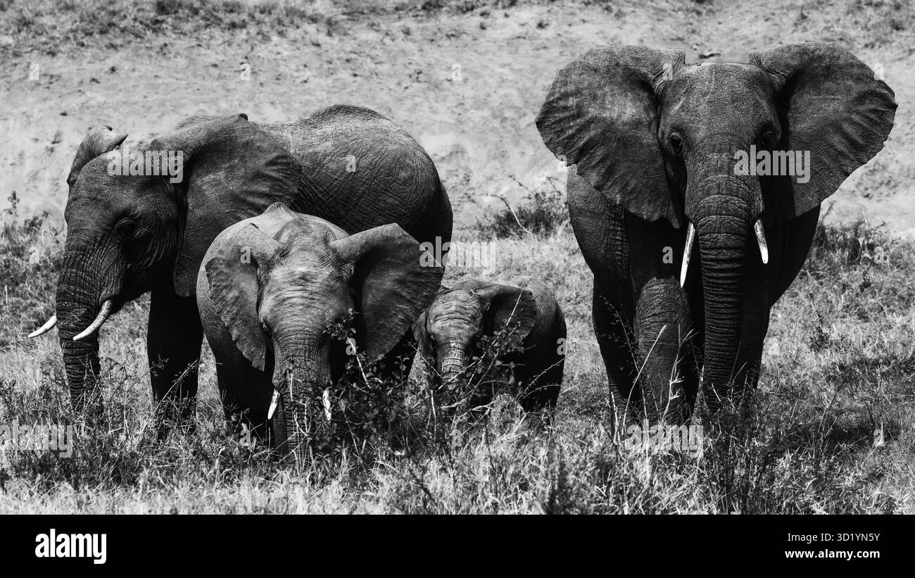 Sorprendente fotografia di animali selvatici con elefanti africani in Tanzania. Catturato durante un safari attraverso il Serengeti National Park e oltre. Foto Stock