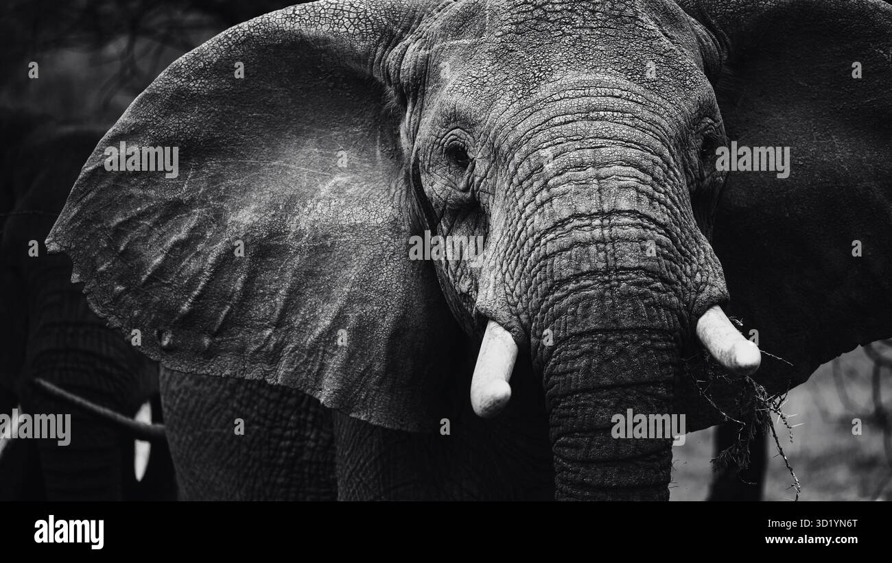 Sorprendente fotografia di animali selvatici con elefanti africani in Tanzania. Catturato durante un safari attraverso il Serengeti National Park e oltre. Foto Stock