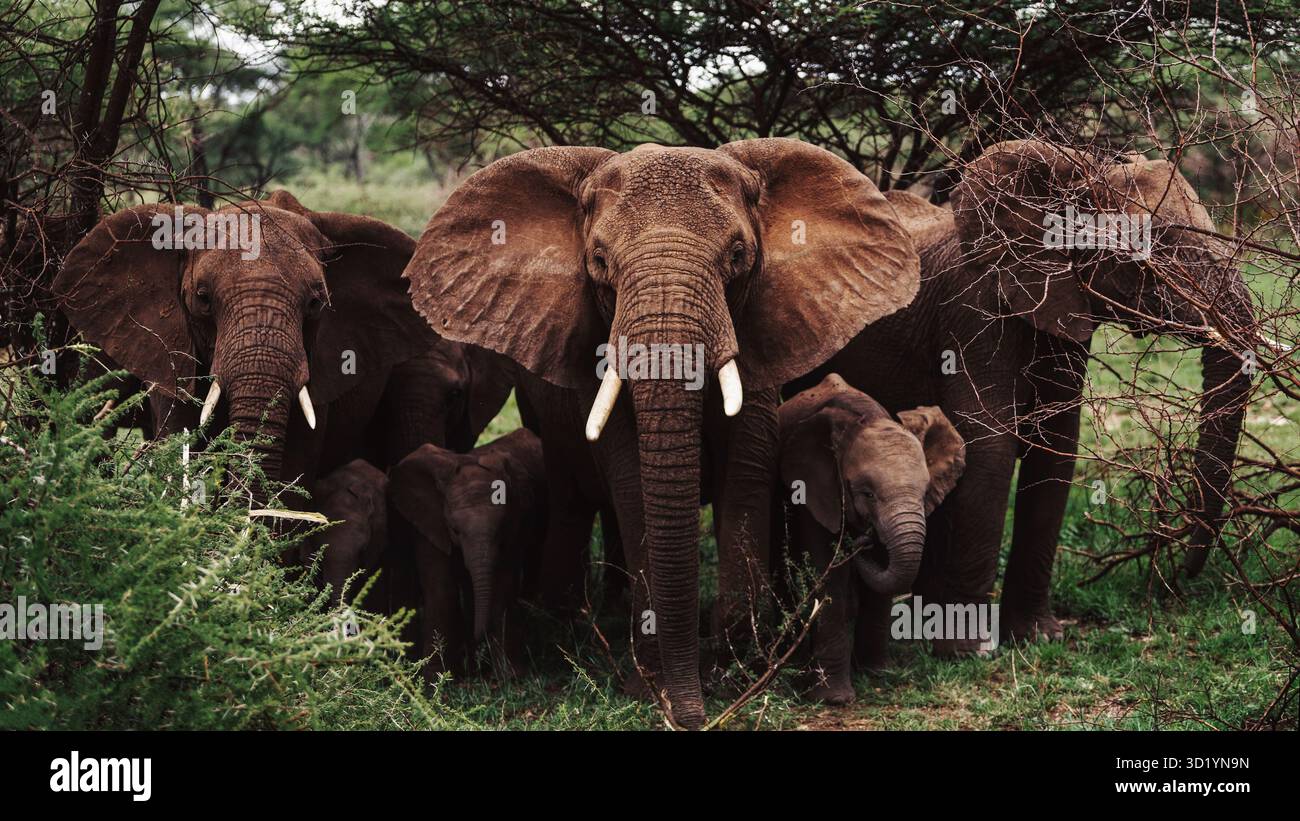 Sorprendente fotografia di animali selvatici con elefanti africani in Tanzania. Catturato durante un safari attraverso il Serengeti National Park e oltre. Foto Stock