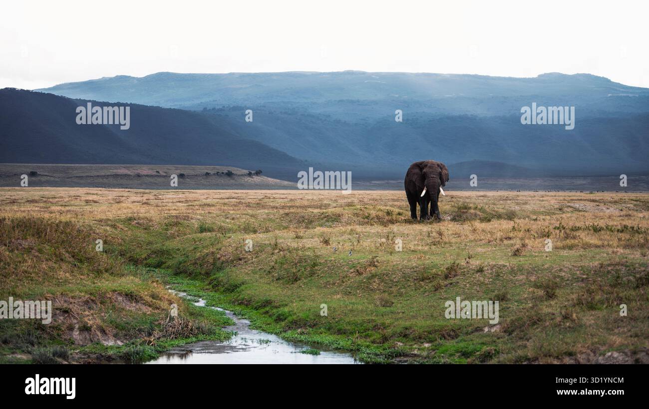 Sorprendente fotografia di animali selvatici con elefanti africani in Tanzania. Catturato durante un safari attraverso il Serengeti National Park e oltre. Foto Stock