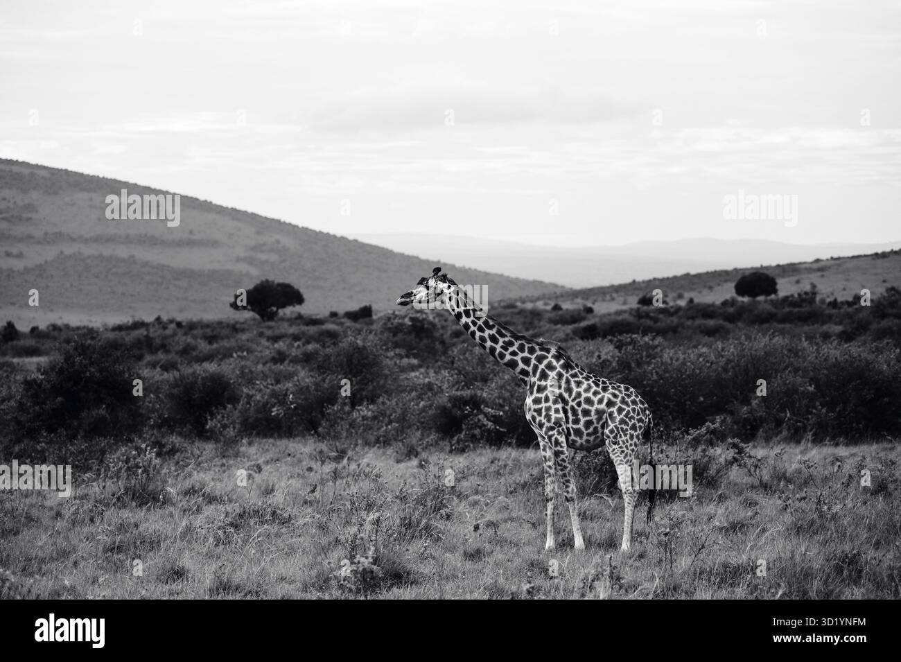 Splendida foto della fauna selvatica delle giraffe africane in Tanzania, catturate durante il safari, mostrando la loro eleganza, altezza e aggraziato movimento in natura. Foto Stock
