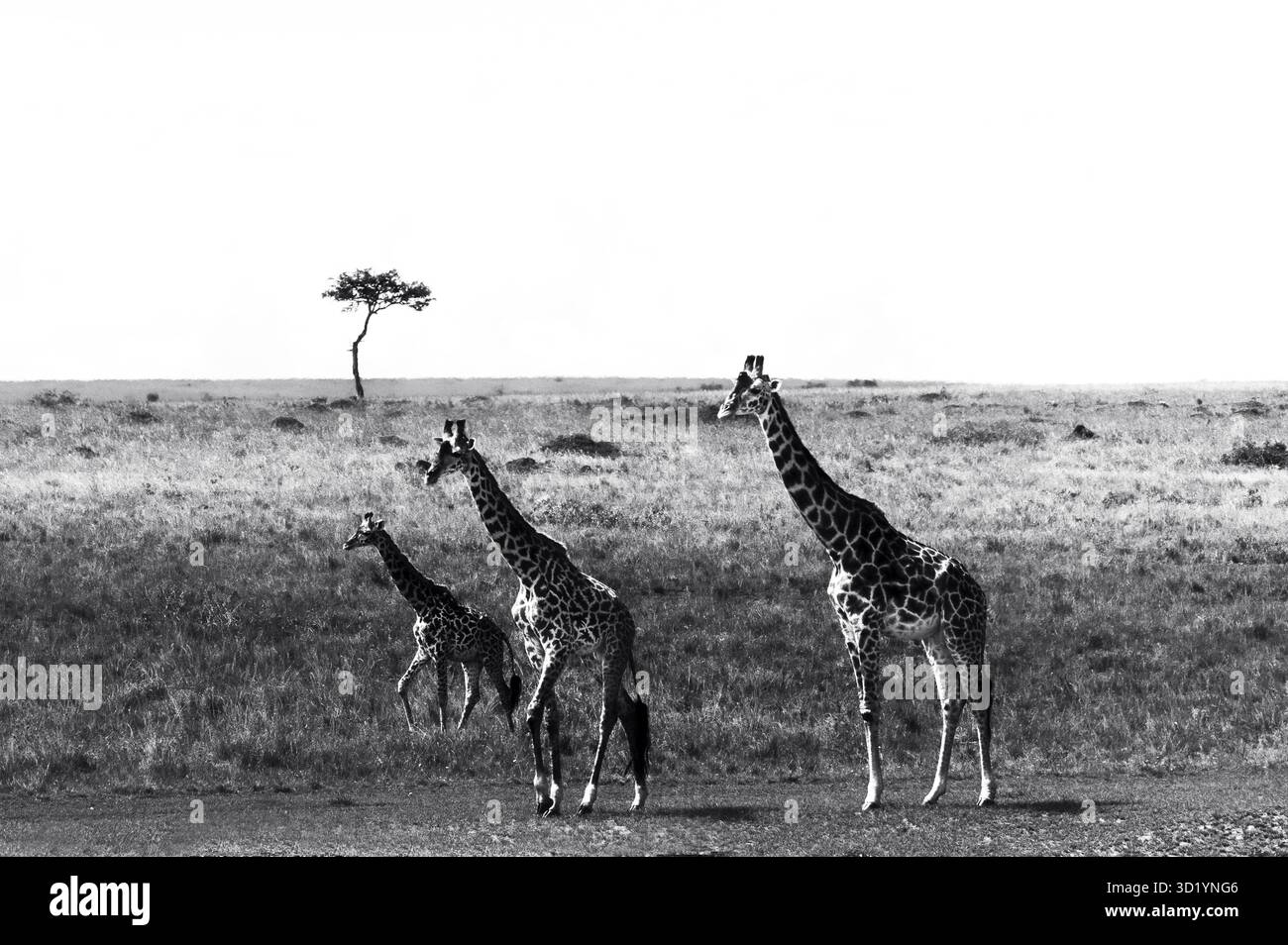 Splendida foto della fauna selvatica delle giraffe africane in Tanzania, catturate durante il safari, mostrando la loro eleganza, altezza e aggraziato movimento in natura. Foto Stock
