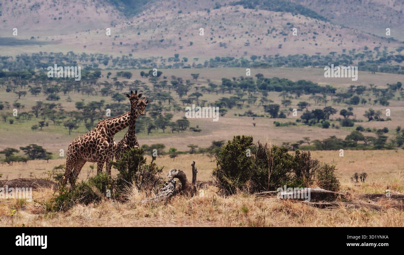Splendida foto della fauna selvatica delle giraffe africane in Tanzania, catturate durante il safari, mostrando la loro eleganza, altezza e aggraziato movimento in natura. Foto Stock