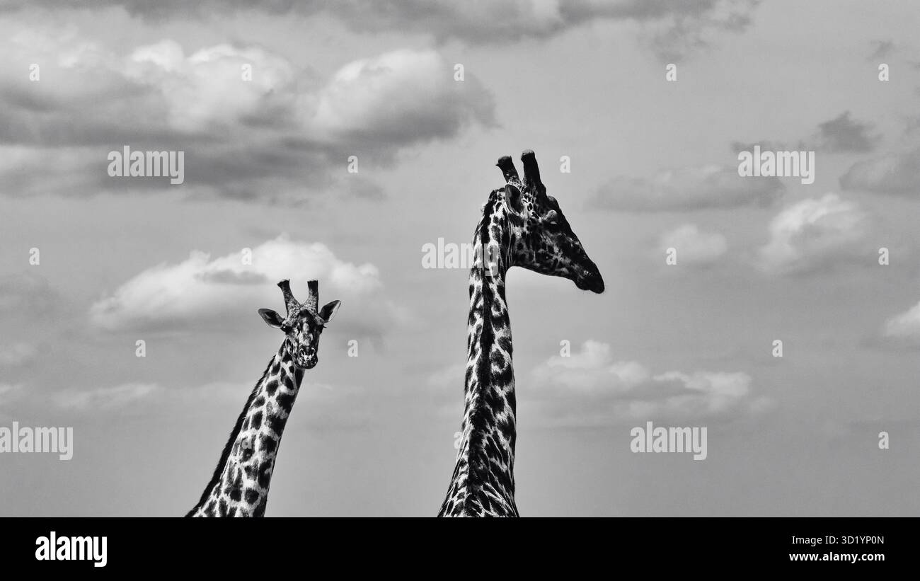 Splendida foto della fauna selvatica delle giraffe africane in Tanzania, catturate durante il safari, mostrando la loro eleganza, altezza e aggraziato movimento in natura. Foto Stock