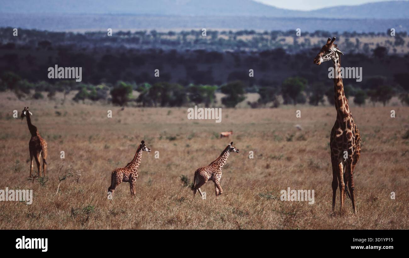 Splendida foto della fauna selvatica delle giraffe africane in Tanzania, catturate durante il safari, mostrando la loro eleganza, altezza e aggraziato movimento in natura. Foto Stock