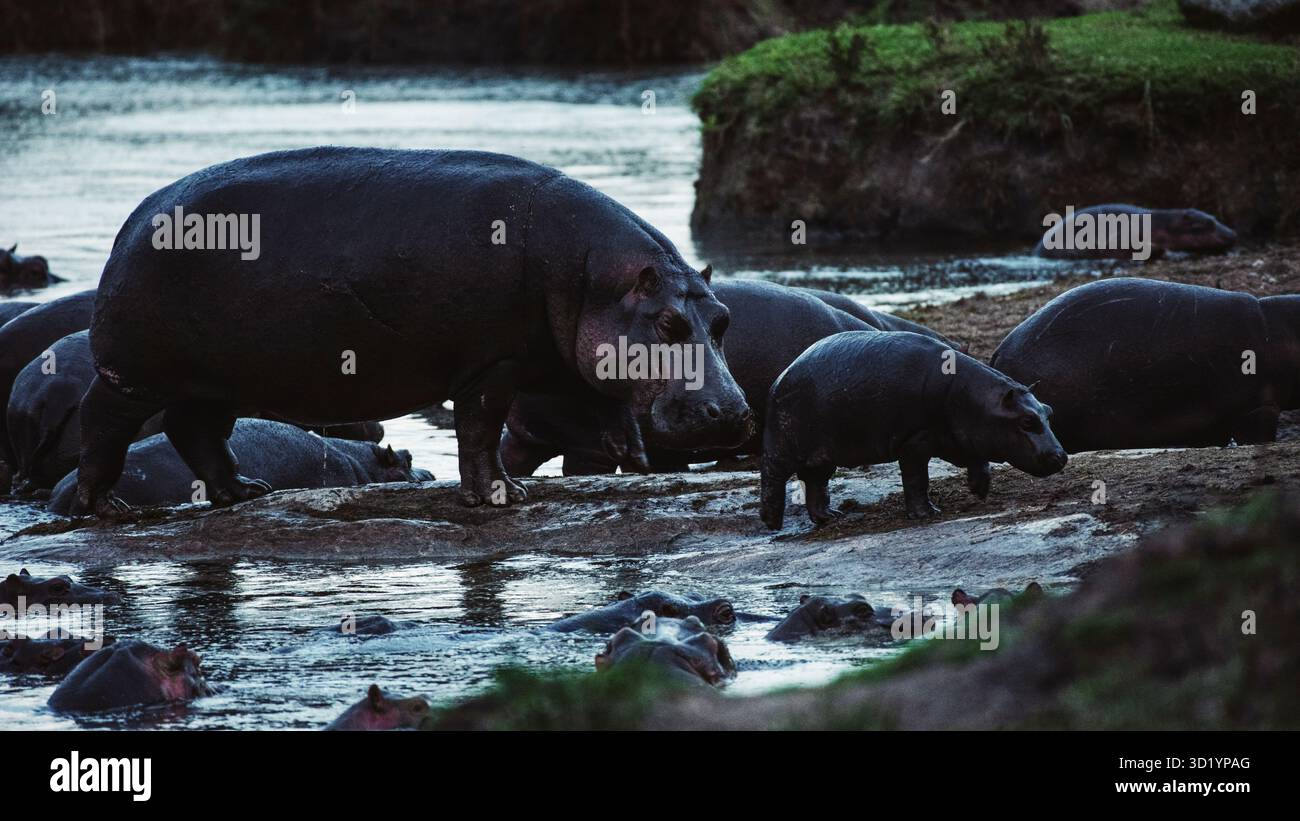 Sorprendente fotografia di animali selvatici con ippopotami africani nel loro habitat naturale. Catturati durante un safari nei fiumi e nelle pozze d'acqua della Tanzania, queste belle ar Foto Stock