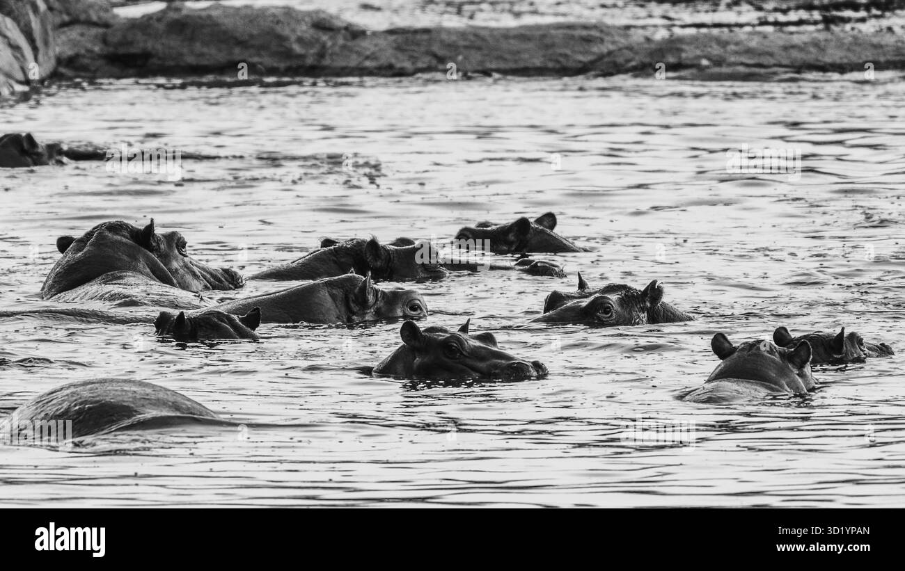 Sorprendente fotografia in bianco e nero della fauna selvatica con ippopotami africani nel loro habitat naturale. Catturato durante il safari nei fiumi e nella sorgente della Tanzania Foto Stock