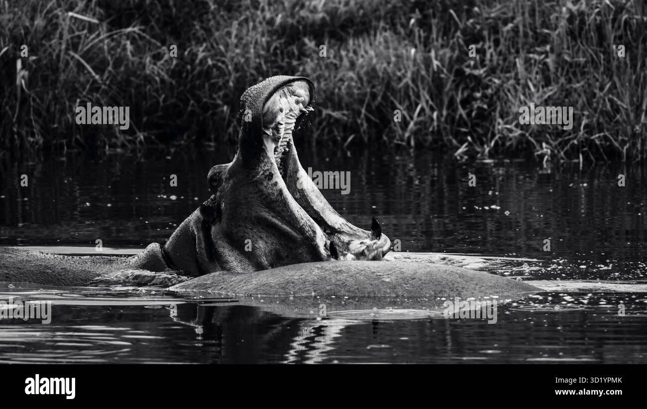 Sorprendente fotografia in bianco e nero della fauna selvatica con ippopotami africani nel loro habitat naturale. Catturato durante il safari nei fiumi e nella sorgente della Tanzania Foto Stock