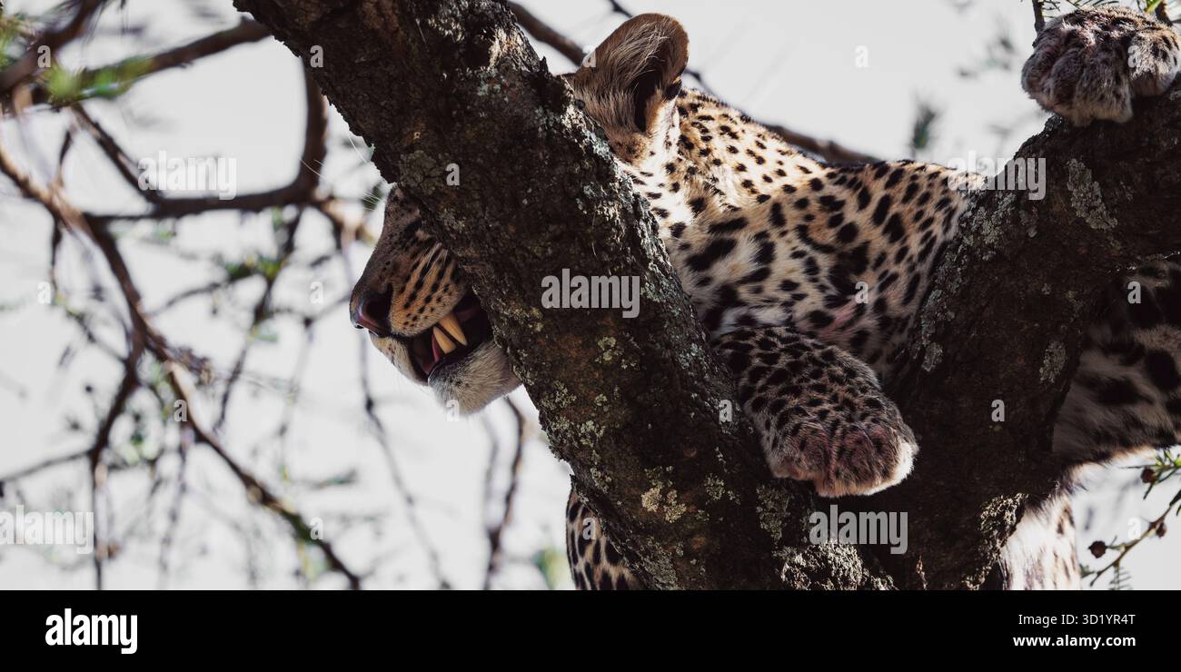 Impressionante immagine artistica dei leopardi africani catturati durante il safari attraverso il Parco Nazionale di Tarangire, che mostra la sua forza, grazia e bellezza selvaggia. Foto Stock