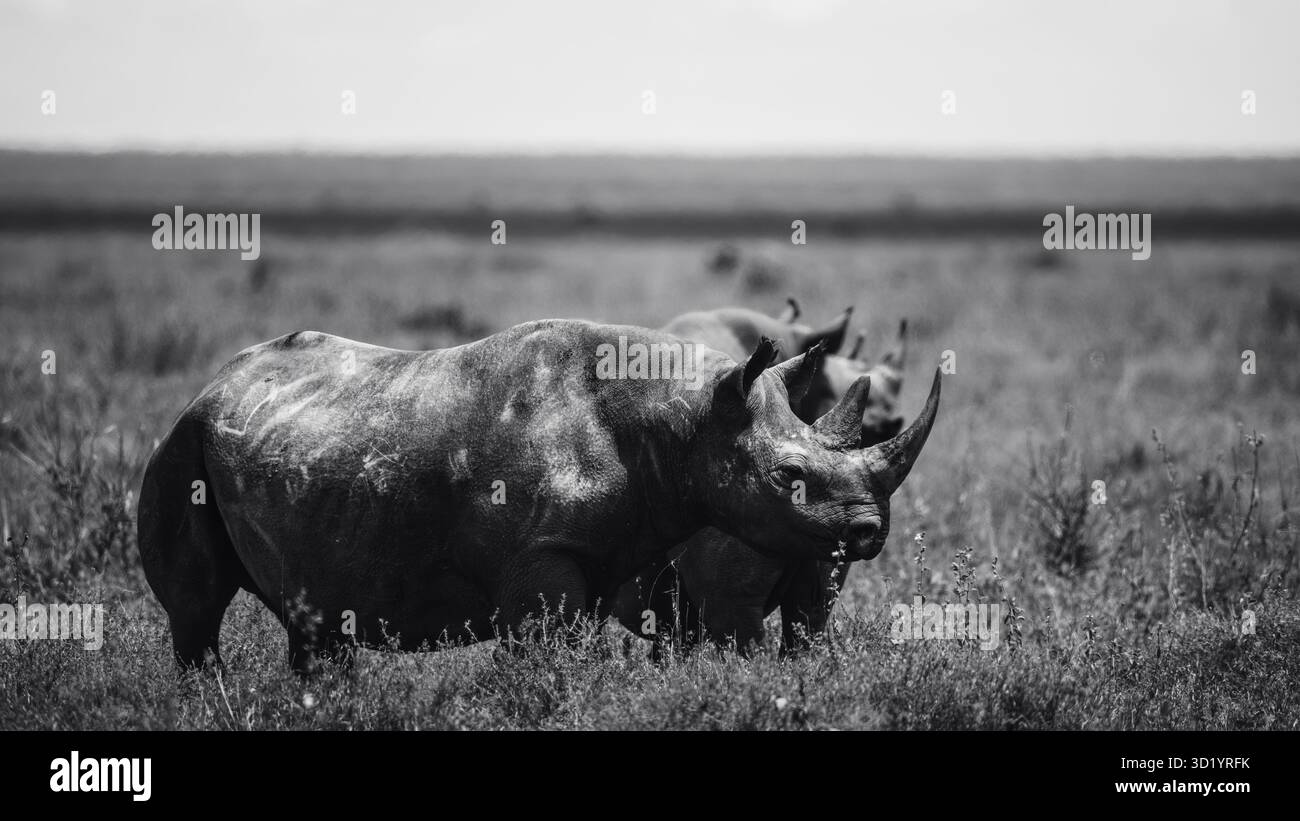 Splendide foto artistiche della fauna selvatica dei rinoceronti africani nelle praterie della Tanzania, catturando la forza, la resilienza e la grazia di questi giganti in via di estinzione Foto Stock
