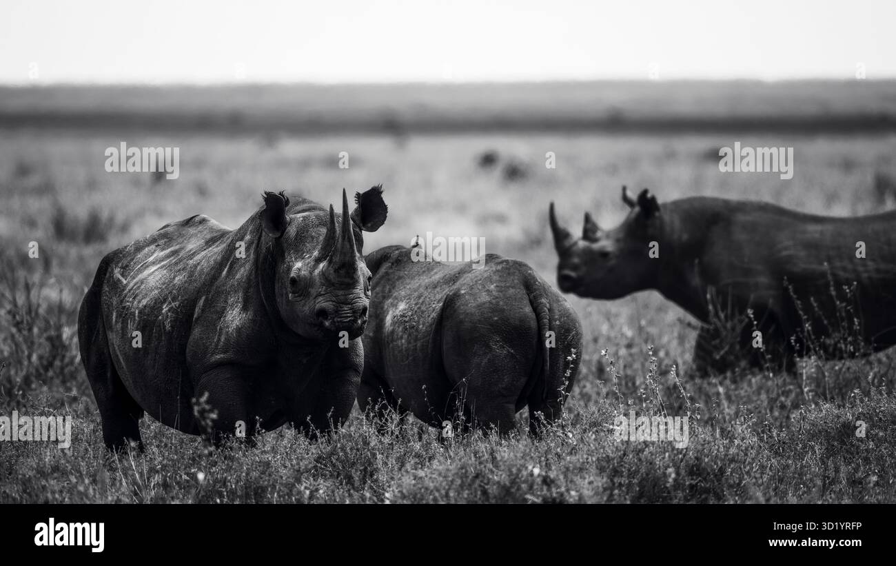 Splendide foto artistiche della fauna selvatica dei rinoceronti africani nelle praterie della Tanzania, catturando la forza, la resilienza e la grazia di questi giganti in via di estinzione Foto Stock