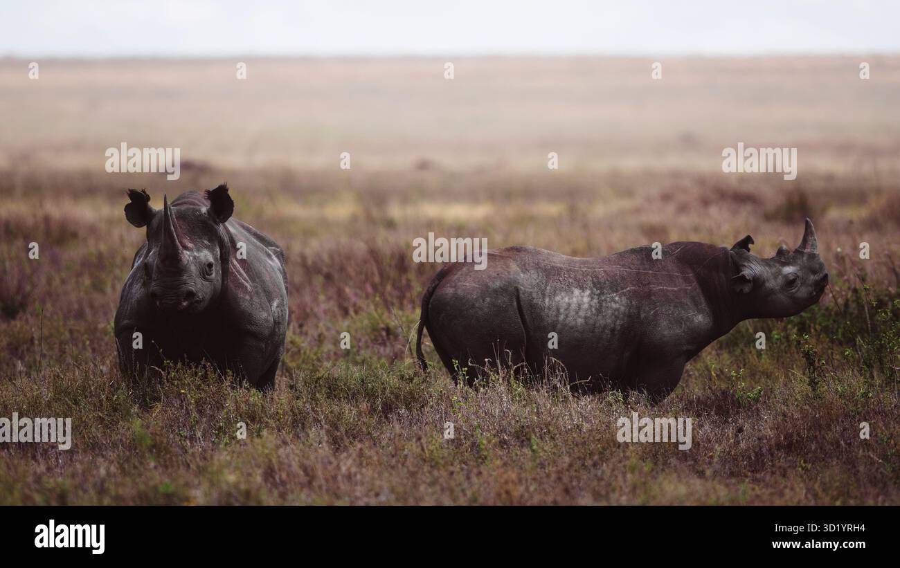 Splendide foto artistiche della fauna selvatica dei rinoceronti africani nelle praterie della Tanzania, catturando la forza, la resilienza e la grazia di questi giganti in via di estinzione Foto Stock