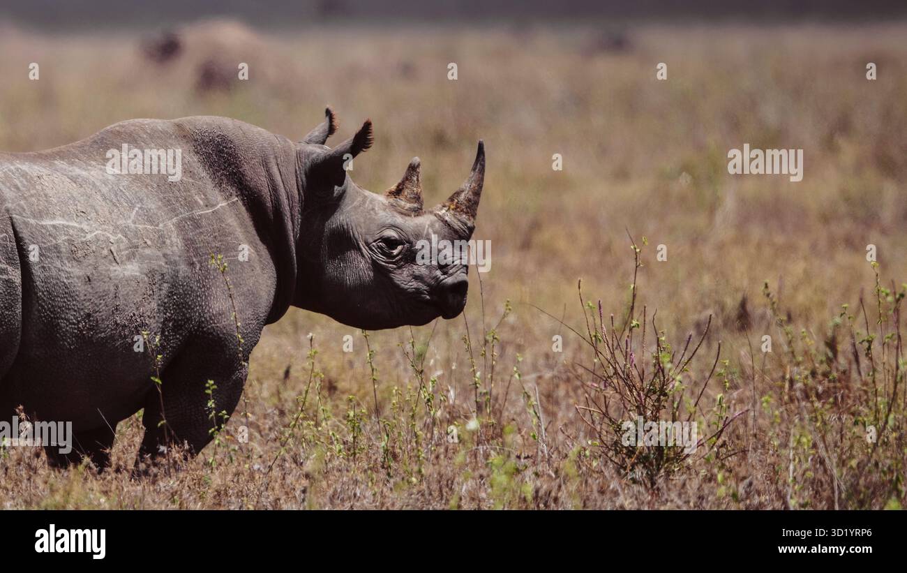 Splendide foto artistiche della fauna selvatica dei rinoceronti africani nelle praterie della Tanzania, catturando la forza, la resilienza e la grazia di questi giganti in via di estinzione Foto Stock