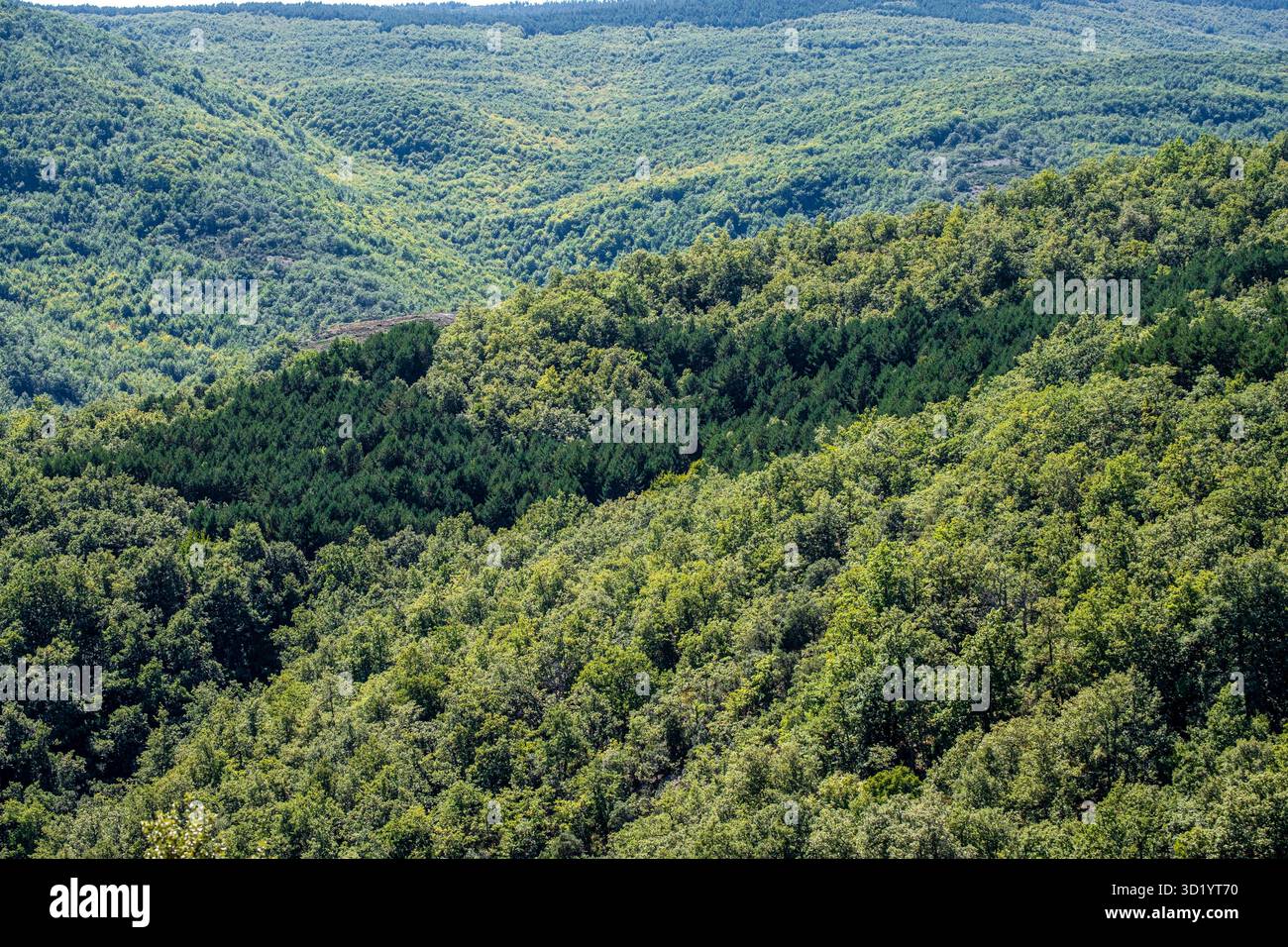 Spazio naturale della faggeta, Zarzosa, Rioja, Spagna Foto Stock