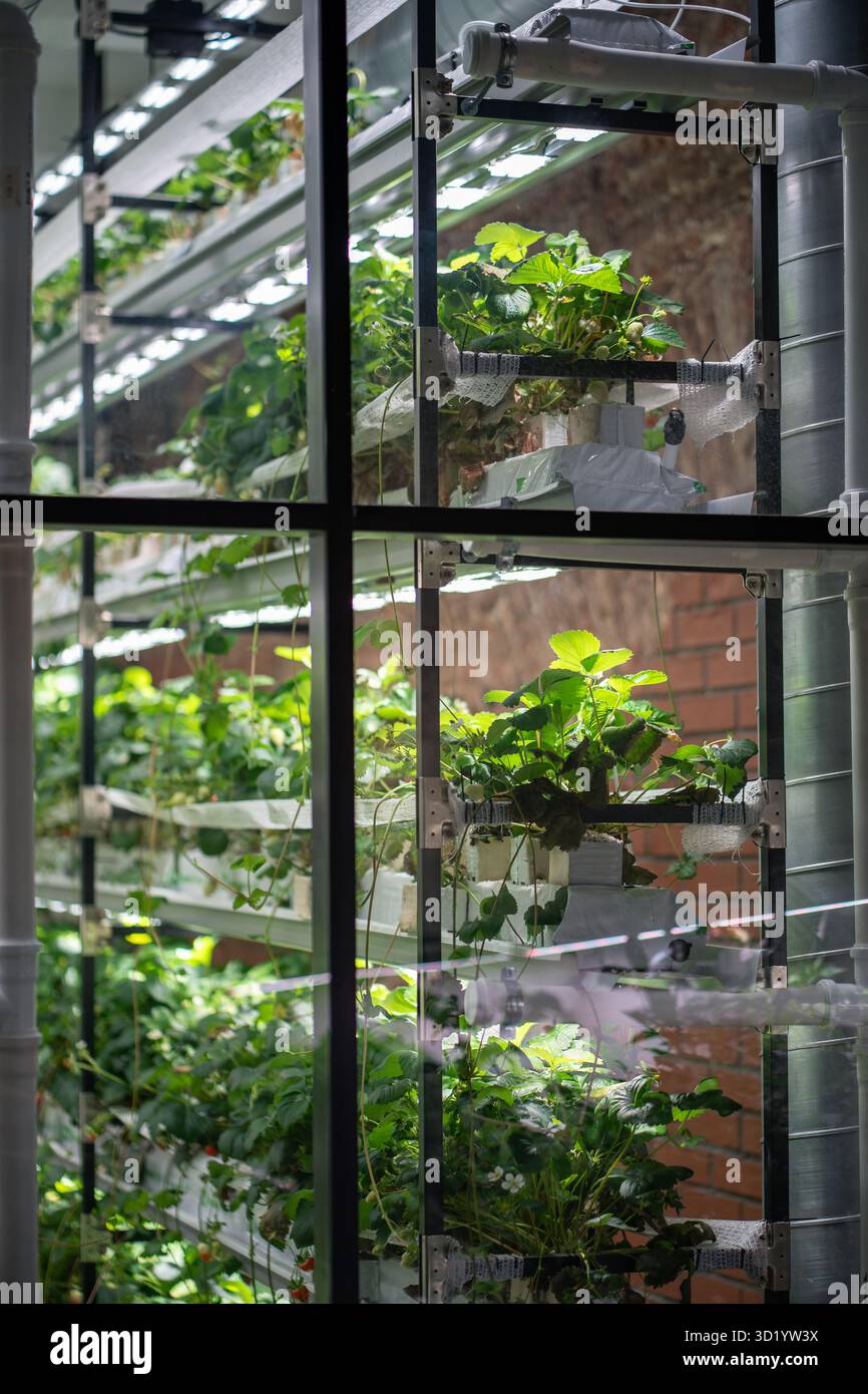 Coltivazione di fragole in serra con metodo idroponico e lampade a fito a LED. Mini-azienda agricola per la coltivazione di fragole al chiuso in terreno artificiale. Indù Foto Stock