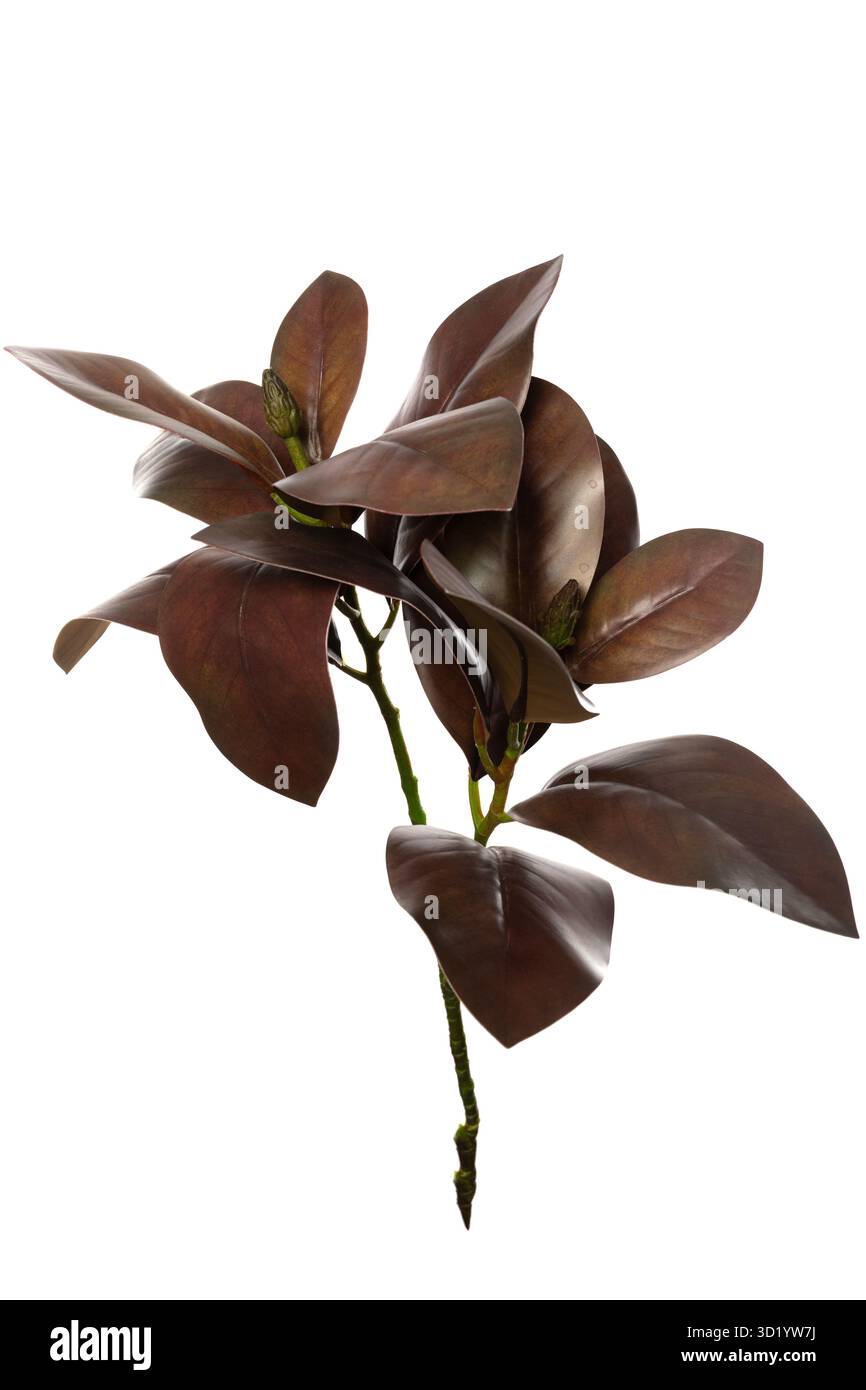 Piante artificiali realistiche realizzate in silicone e lattice per l'arredamento della casa e il design degli interni Foto Stock