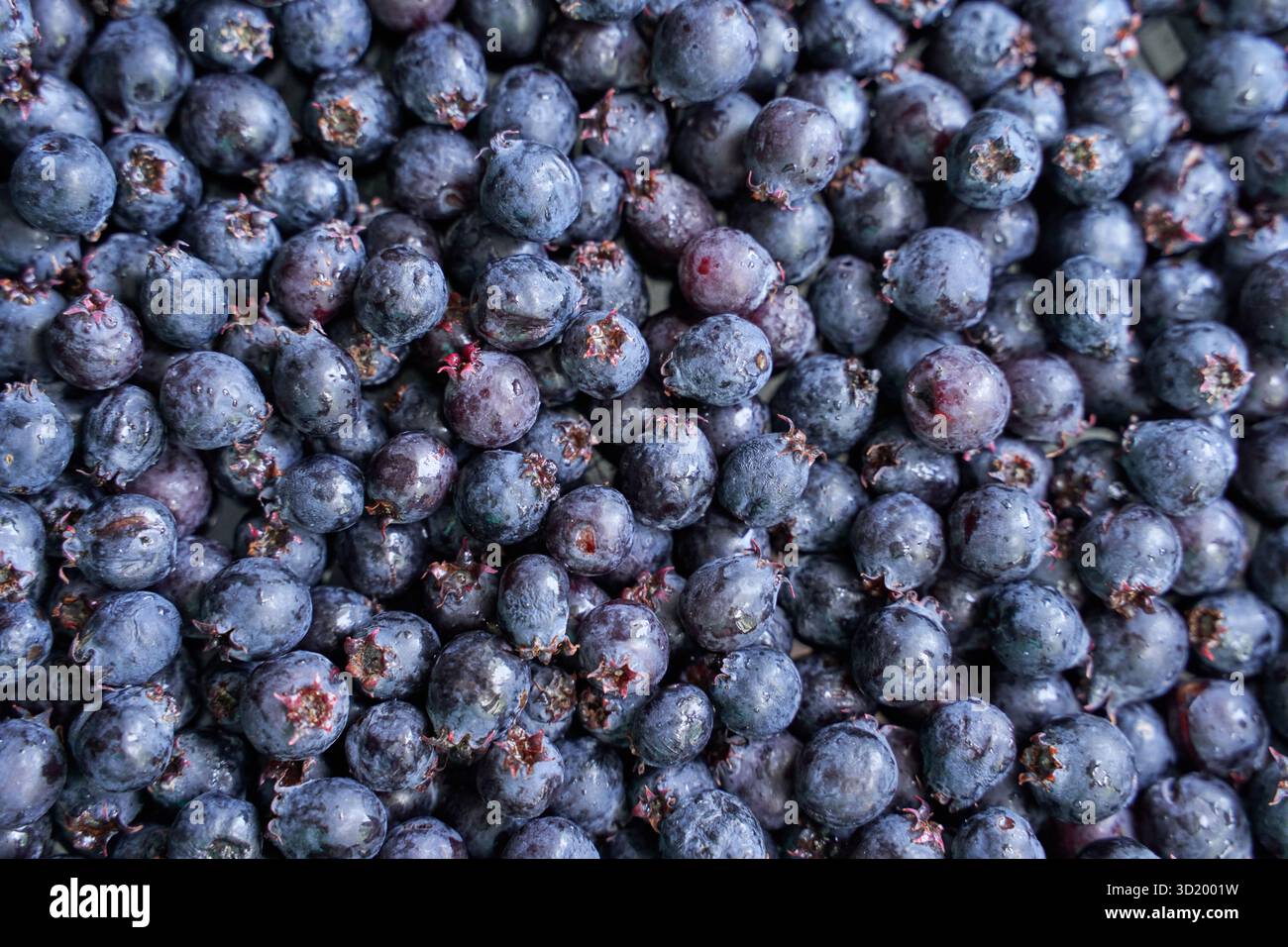 Primo piano di freschi frutti di saskatoon viola scuro con gocce di rugiada che mostrano una texture naturale e colori vivaci. Foto Stock