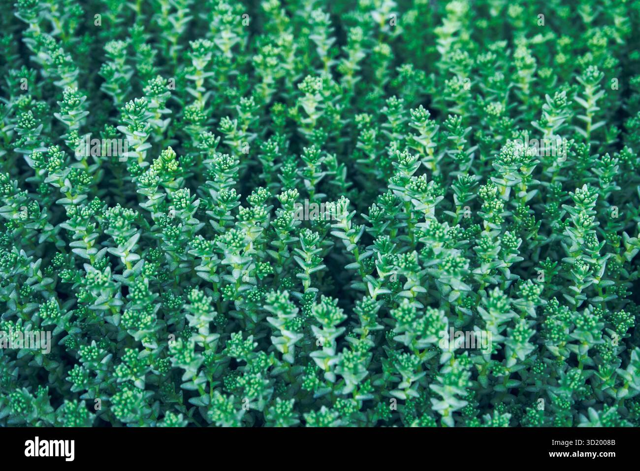 Lussureggiante giardino verde alle erbe di timo con fitte foglie alla luce naturale del sole Foto Stock