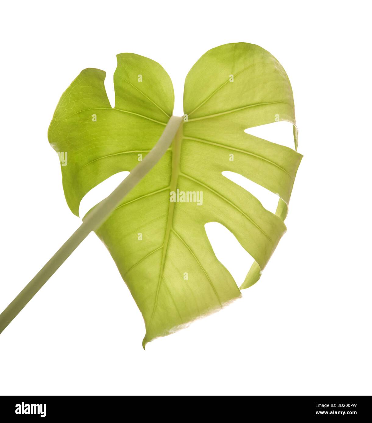 Primo piano della foglia di Monstera su sfondo bianco con dettagli verdi chiari e unici Foto Stock