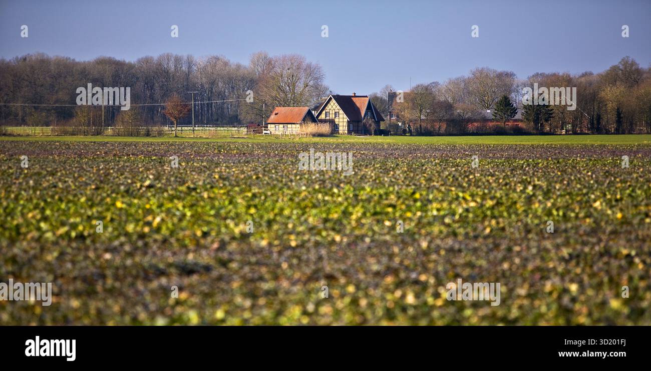 Grande campo agricolo con azienda agricola, Everswinkel, Muensterland, Germania, Europa Foto Stock