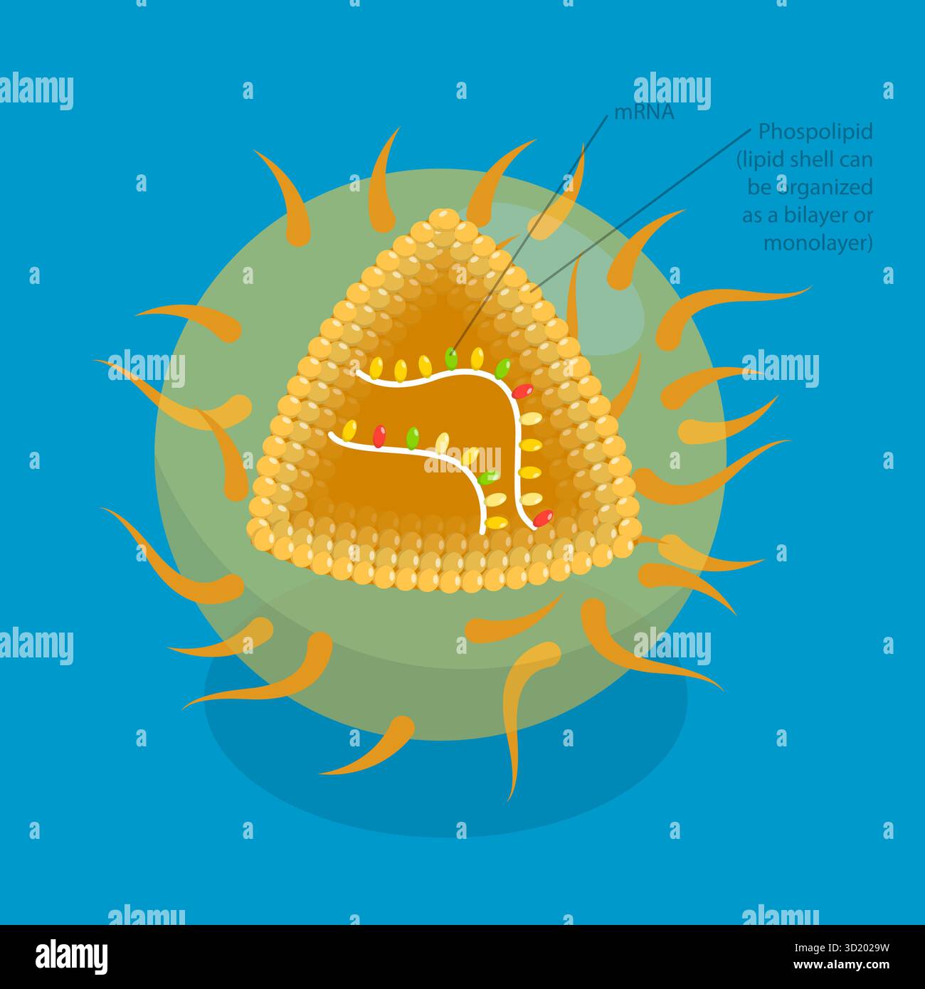 Illustrazione piatta isometrica 3D del vaccino RNA, farmaco per produrre una risposta immunitaria illustrazione piatta isometrica 3D di RNA Vacci Foto Stock