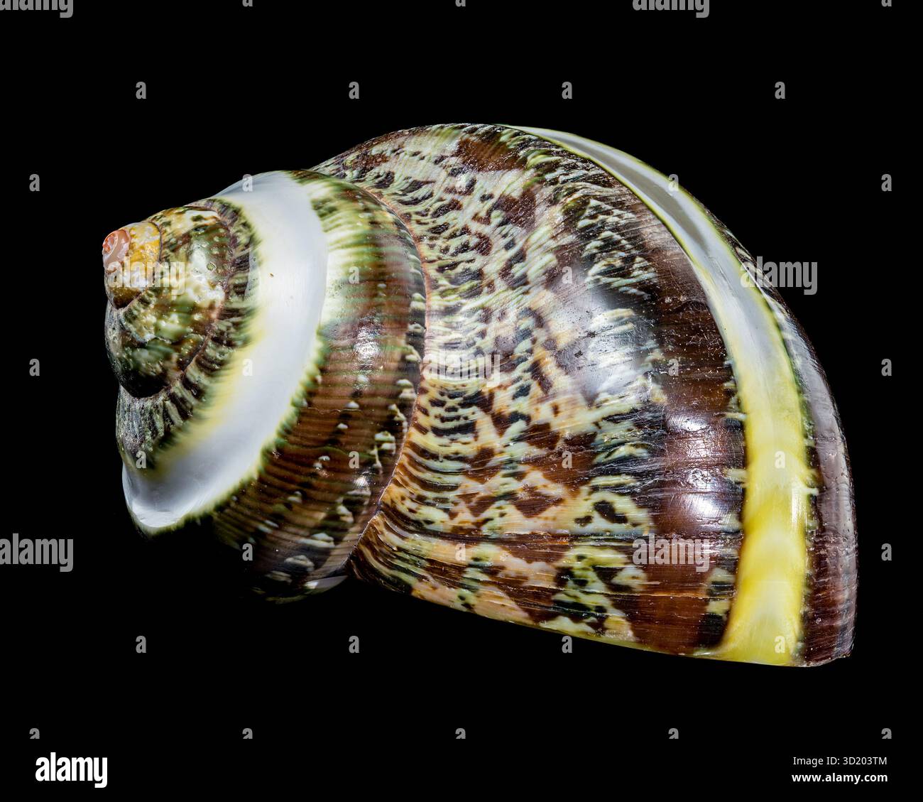 Turbo Shell con bande di giada verde su sfondo nero Foto Stock