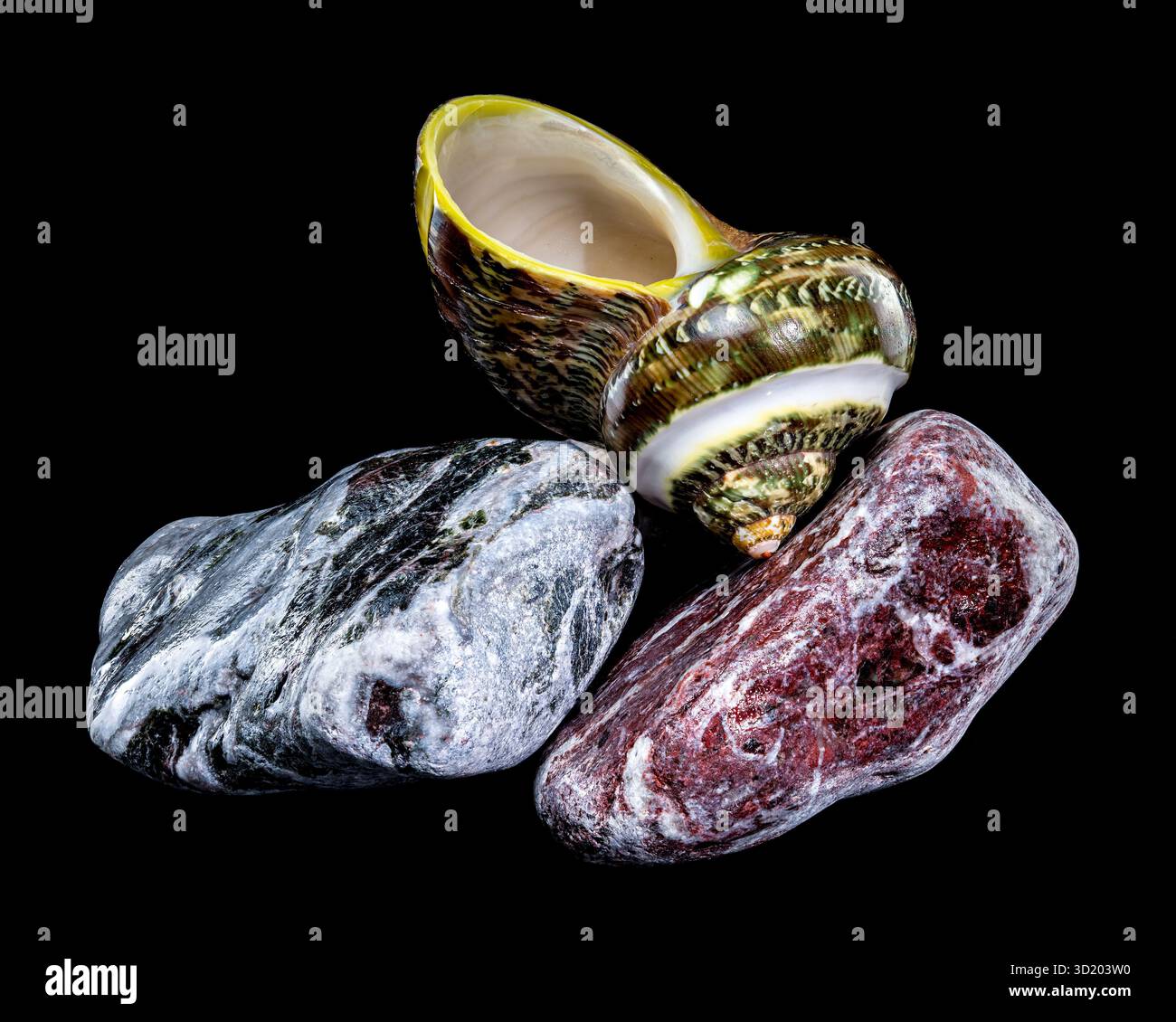 Turbo Shell con bande di giada verde su sfondo nero Stones Foto Stock