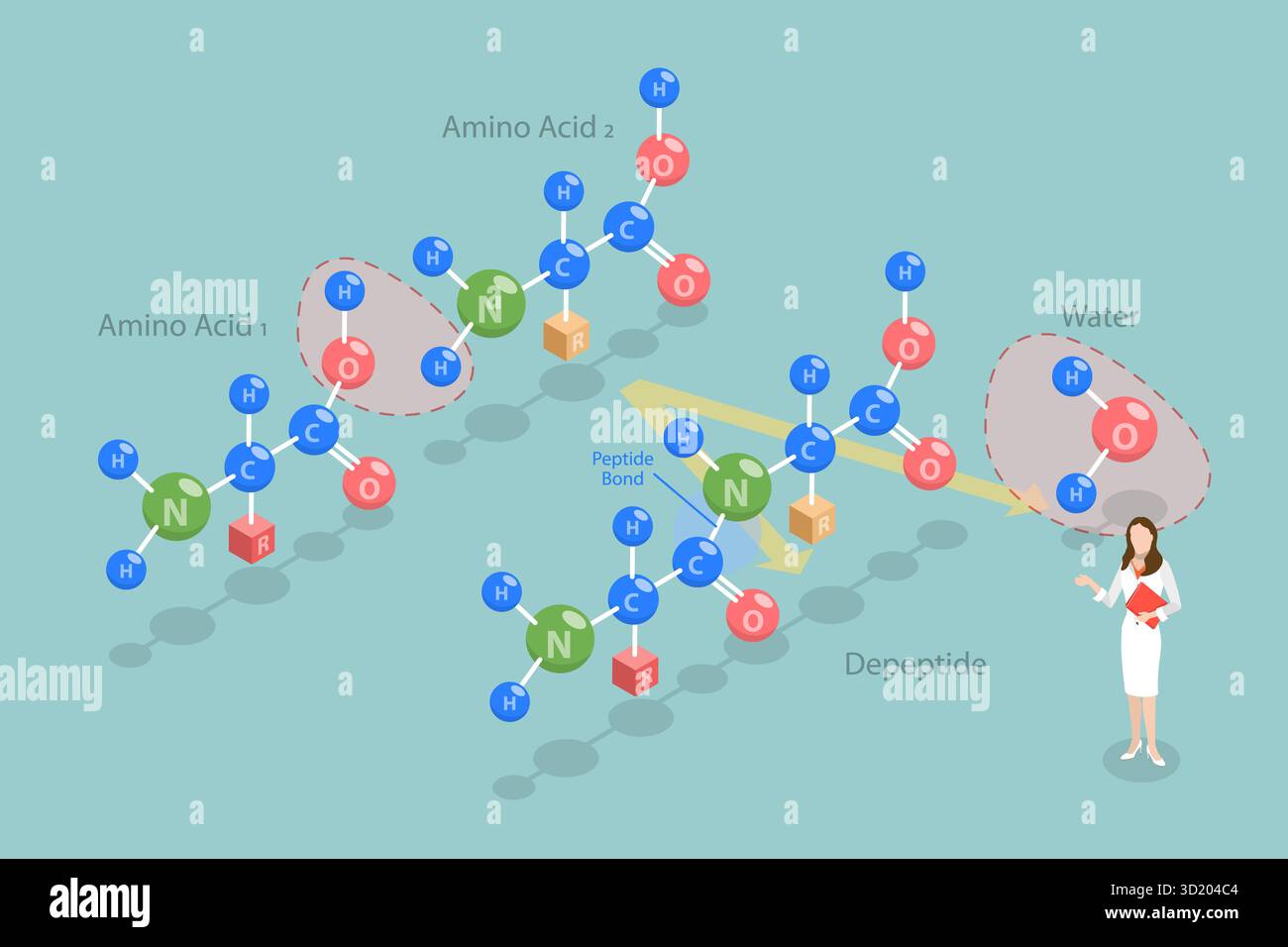 Illustrazione piatta isometrica 3D del legame peptidico, struttura chimica degli aminoacidi illustrazione piatta isometrica 3D del peptide Bo Foto Stock