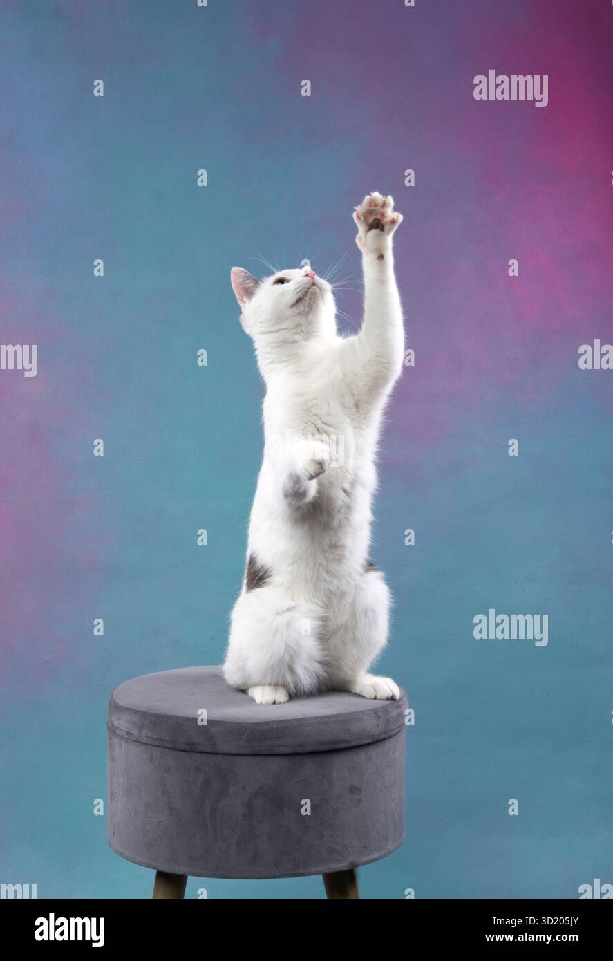 Un gatto bianco si erge sulle gambe posteriori in cima a uno sgabello rotondo, raggiungendo le zampe anteriori. Lo sfondo sfumato blu e rosa tenue migliora il Foto Stock