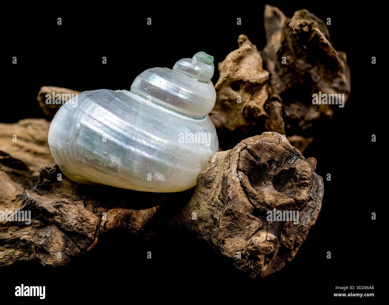 Pearly Turban Snail Shell su sfondo nero in legno Foto Stock