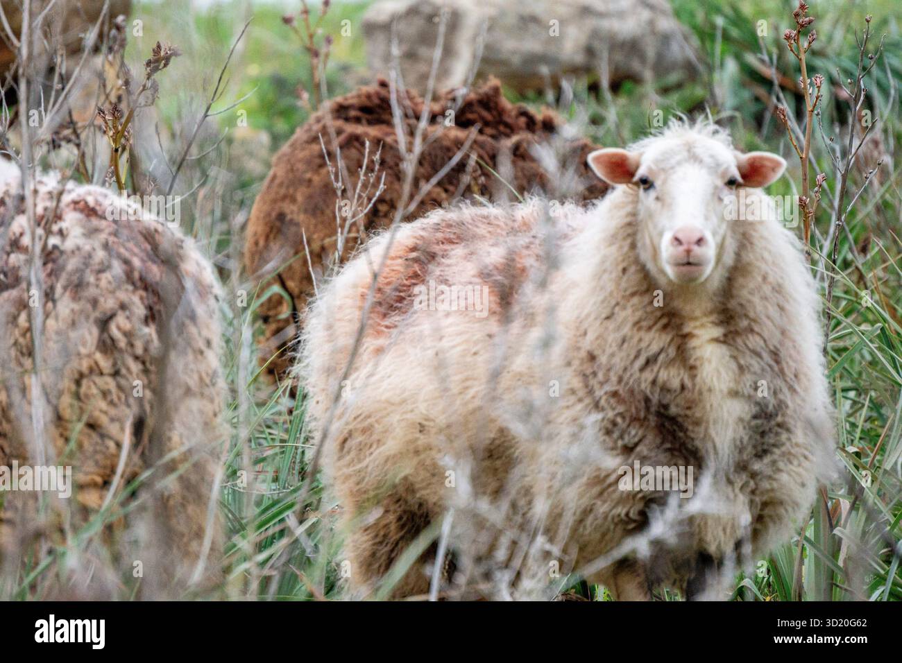 Pecore tra i cespugli Foto Stock