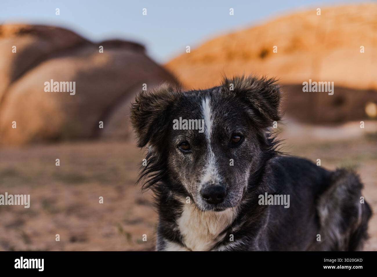Cane del deserto vicino alle formazioni rocciose al tramonto a Wadi Rum, in Giordania. Foto Stock
