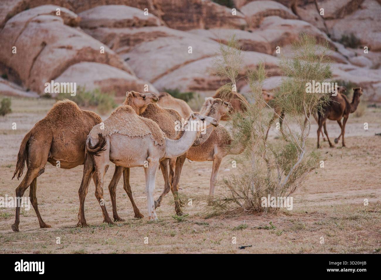 Gruppo di cammelli che pascolano tra gli arbusti del deserto e le rocce rosse a Wadi Rum, Giordania. Foto Stock