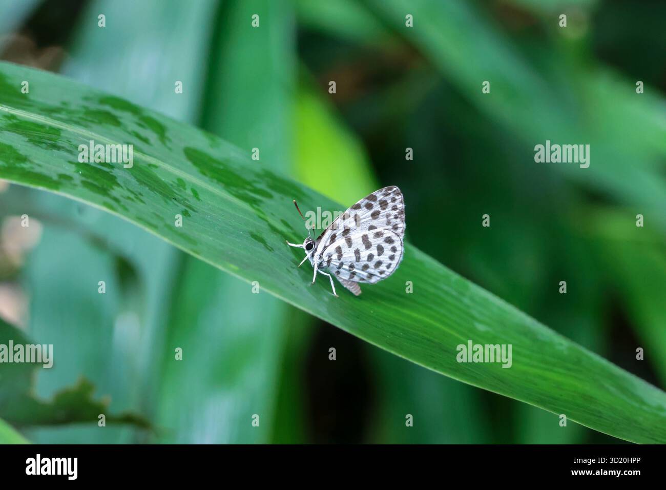 Una farfalla bianca con macchie nere poggia su una foglia di bambù verde brillante durante la vibrante stagione delle piogge. Una piccola farfalla carina. Foto Stock