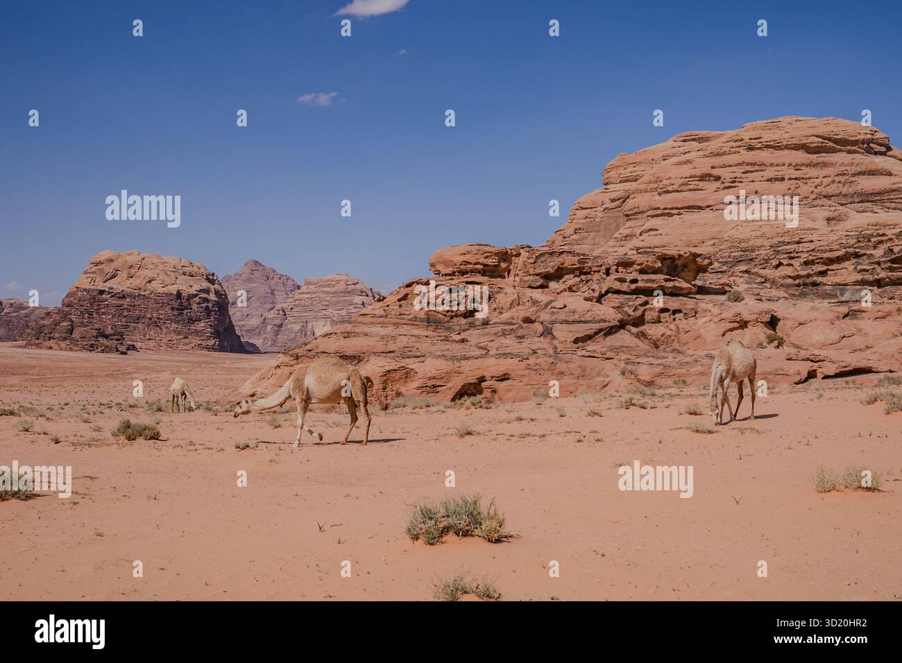 Gruppo di cammelli che pascolano tra gli arbusti del deserto e le rocce rosse a Wadi Rum, Giordania. Foto Stock