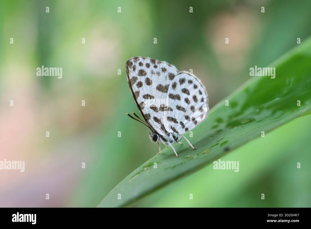 Una farfalla bianca con macchie nere poggia su una foglia di bambù verde brillante durante la vibrante stagione delle piogge. Una piccola farfalla carina. Foto Stock