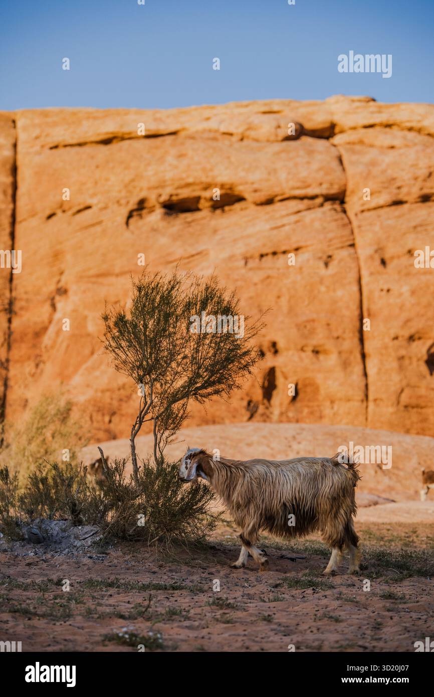Capra che pascolano accanto agli arbusti del deserto sotto la luce calda nel paesaggio di arenaria di Wadi Rum, Giordania. Foto Stock