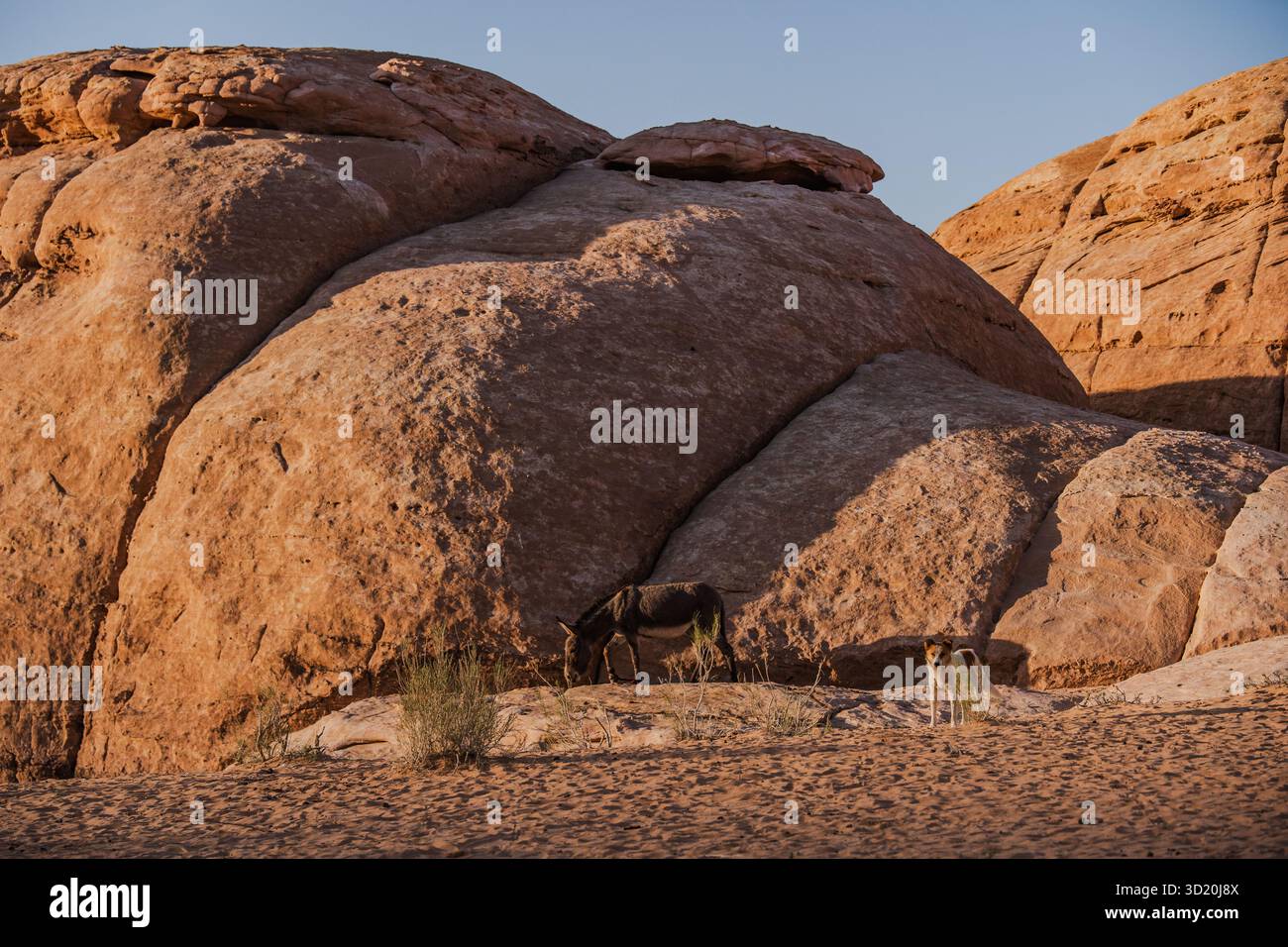 Asino e cane del deserto vicino alle formazioni rocciose al tramonto a Wadi Rum, in Giordania. Foto Stock
