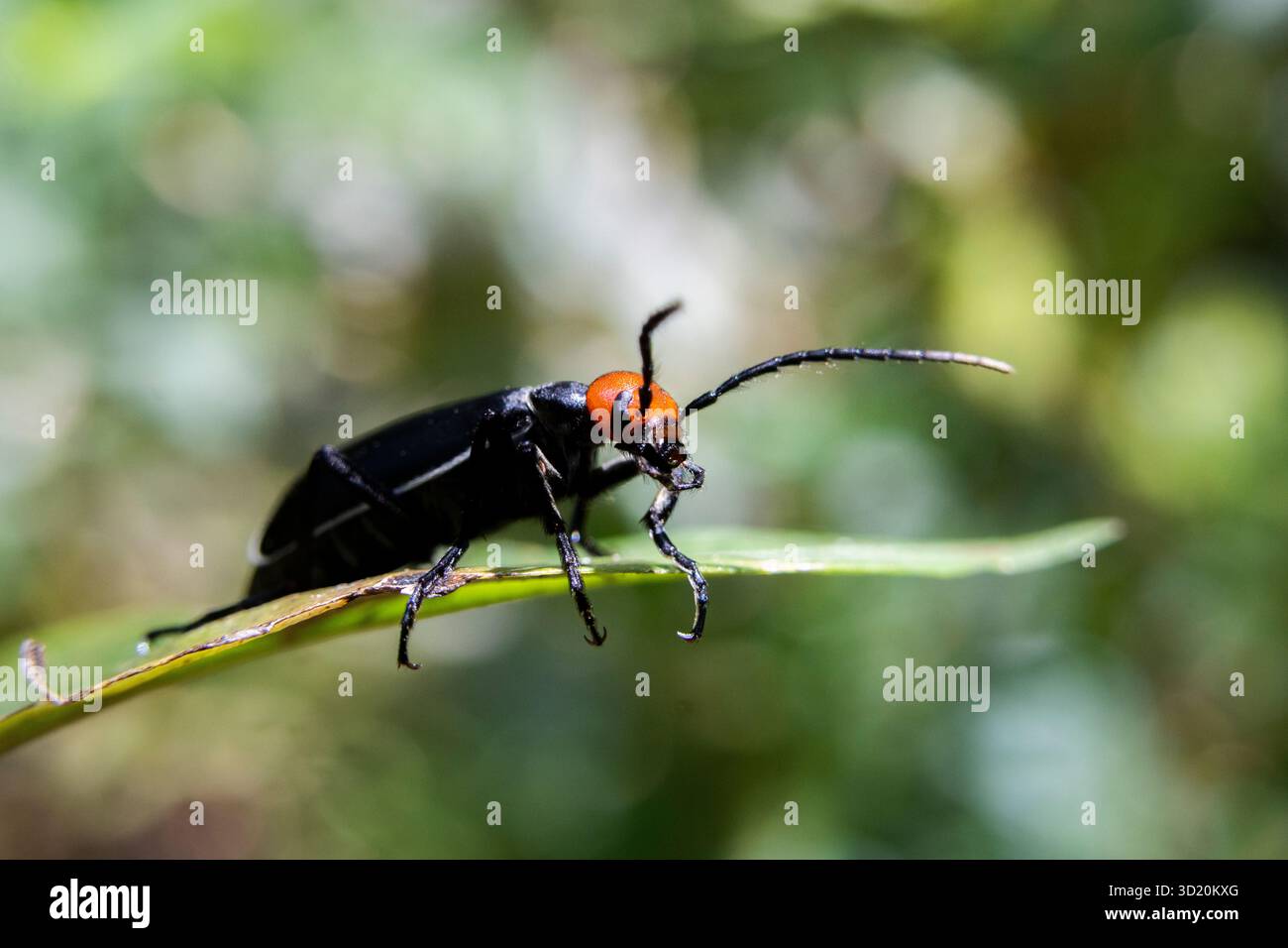 Attenzione selettiva all'epicauta, testa rossa, corpo nero su sfondo di insetti in foglia verde e natura verde perfetta. Foto Stock