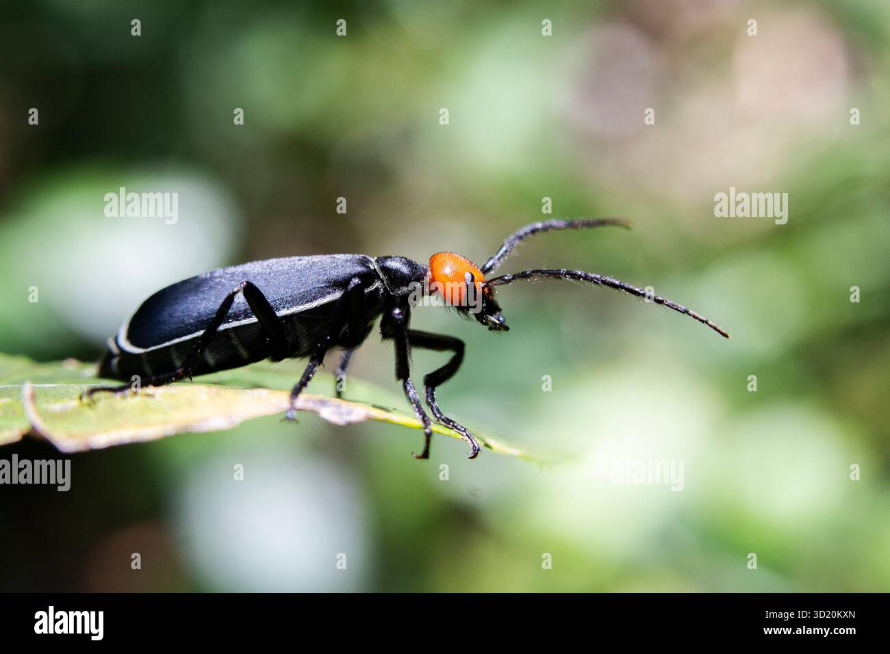 Attenzione selettiva all'epicauta, testa rossa, corpo nero su sfondo di insetti in foglia verde e natura verde perfetta. Foto Stock