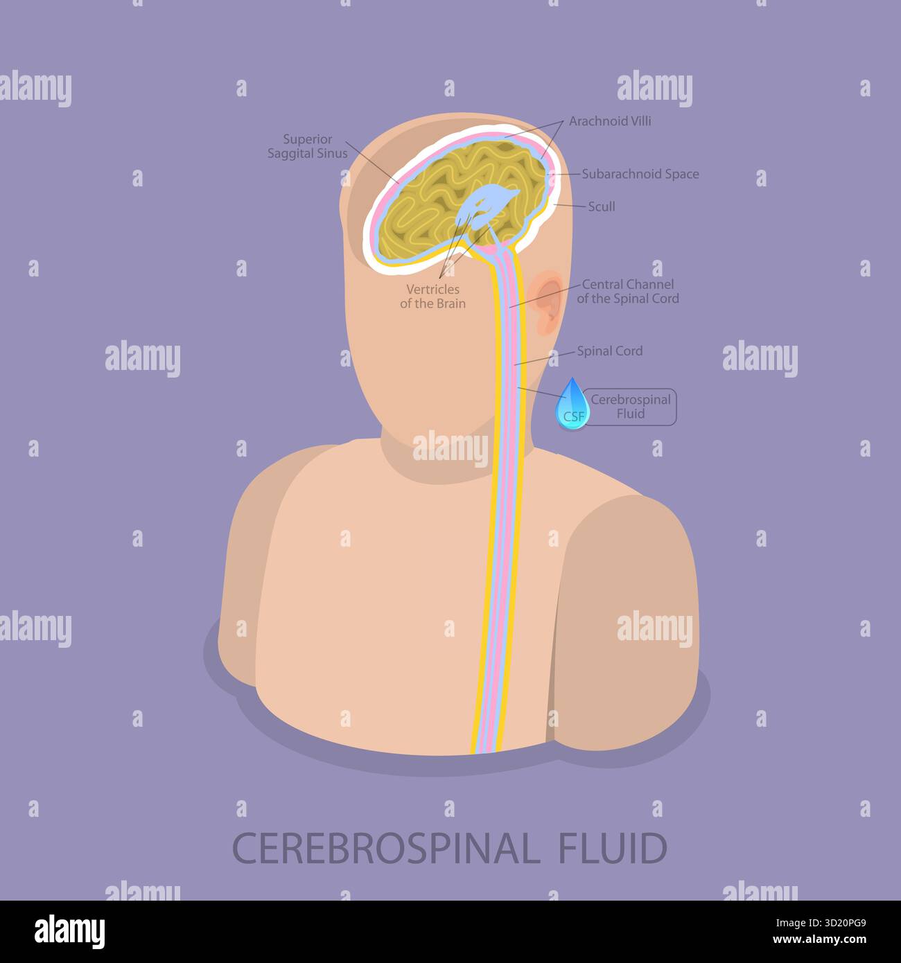 Illustrazione piatta isometrica 3D del liquido cerebrospinale, apprendimento di scienza medica Foto Stock