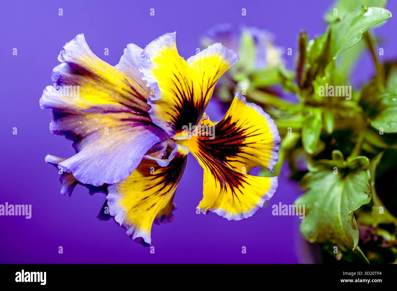 Sfondo viola viola e giallo con volant Foto Stock