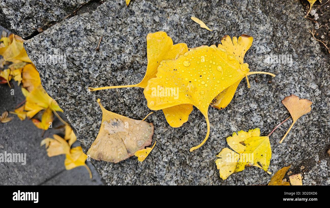 Fai una passeggiata attraverso le strade di Tokyo e goditi il bellissimo paesaggio delle foglie di ginkgo giapponesi cadute, uniche per l'autunno. Raccogli le foglie gialle cadute ammirando - Immagine stock catturata con smartphone