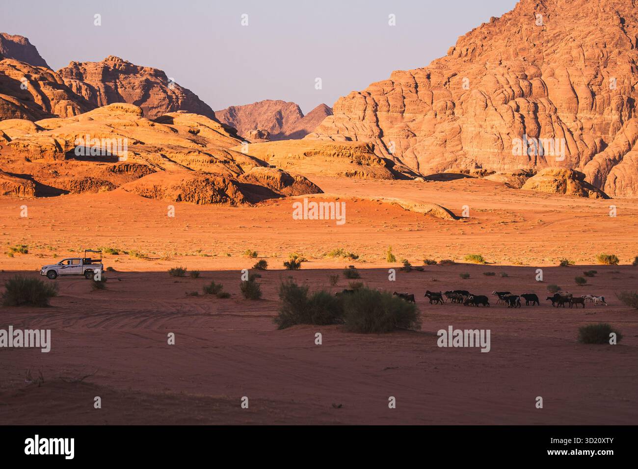 Paesaggio desertico con capre pascolanti e un veicolo lontano sotto la luce del pomeriggio a Wadi Rum, in Giordania. Foto Stock