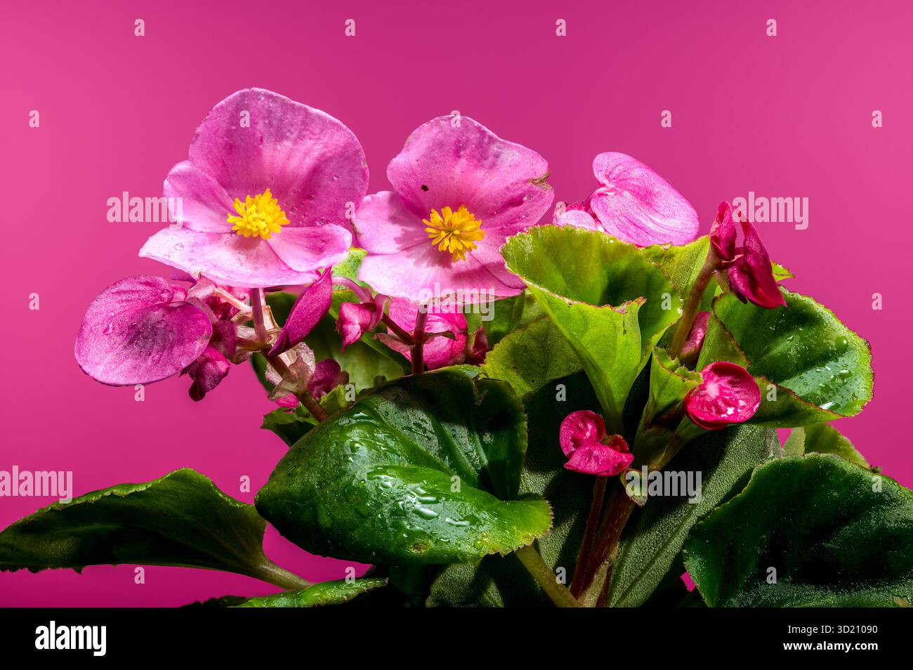 Delicati fiori rosa Begonia con centri gialli su rosa, floreale Foto Stock